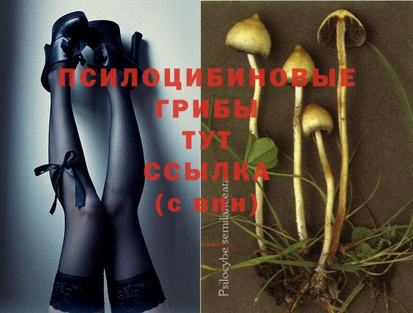 PSILOCYBIN Вяземский